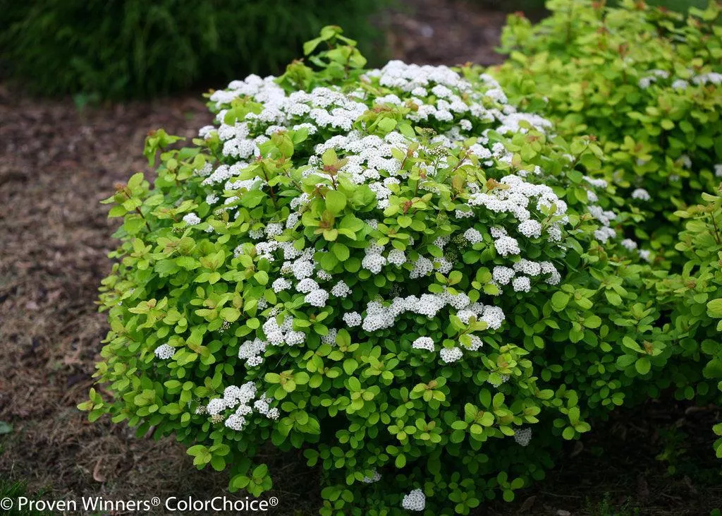 Glow Girl Birchleaf Spirea