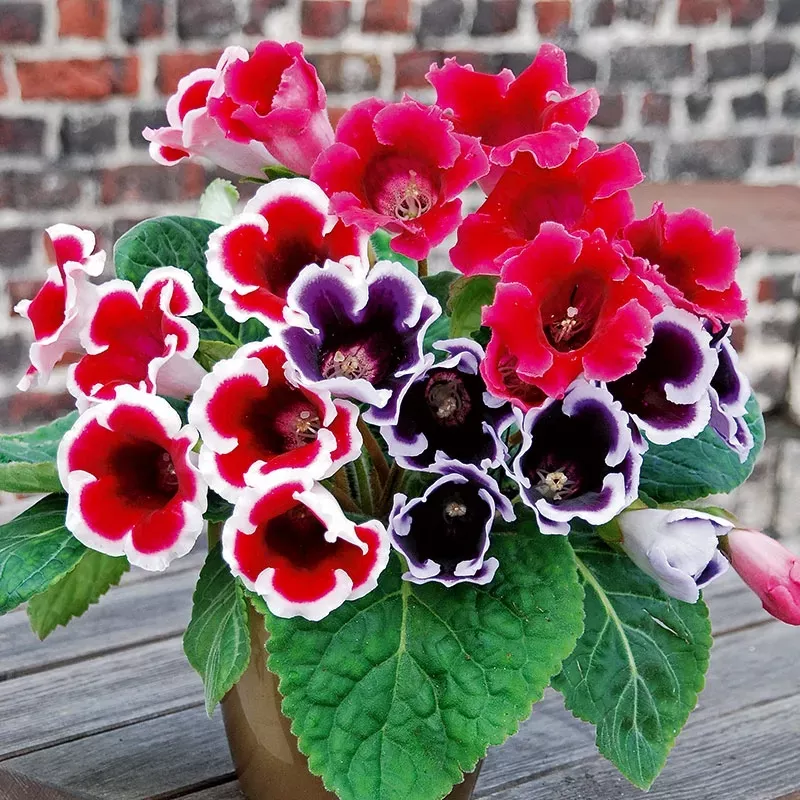 Gloxinia