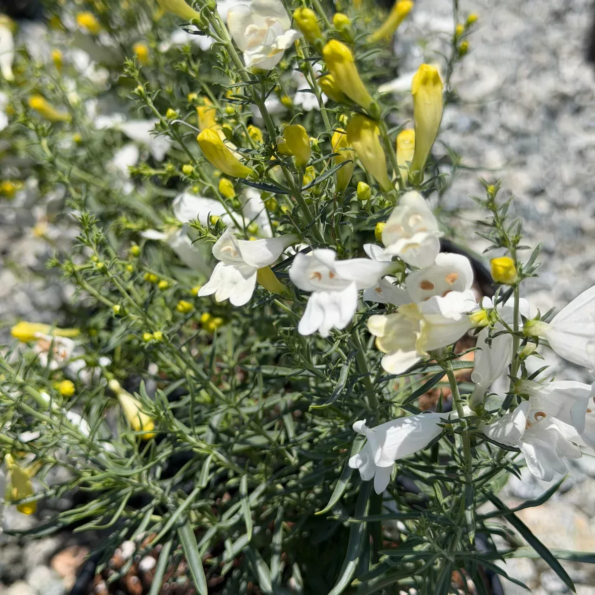 GMR White Foothill Penstemon