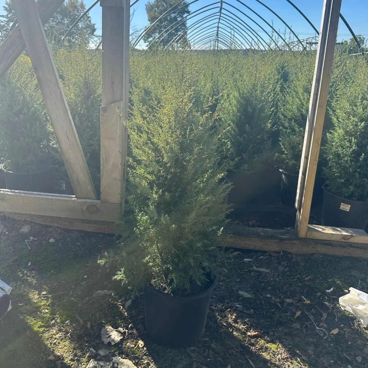 Gnom Juniper