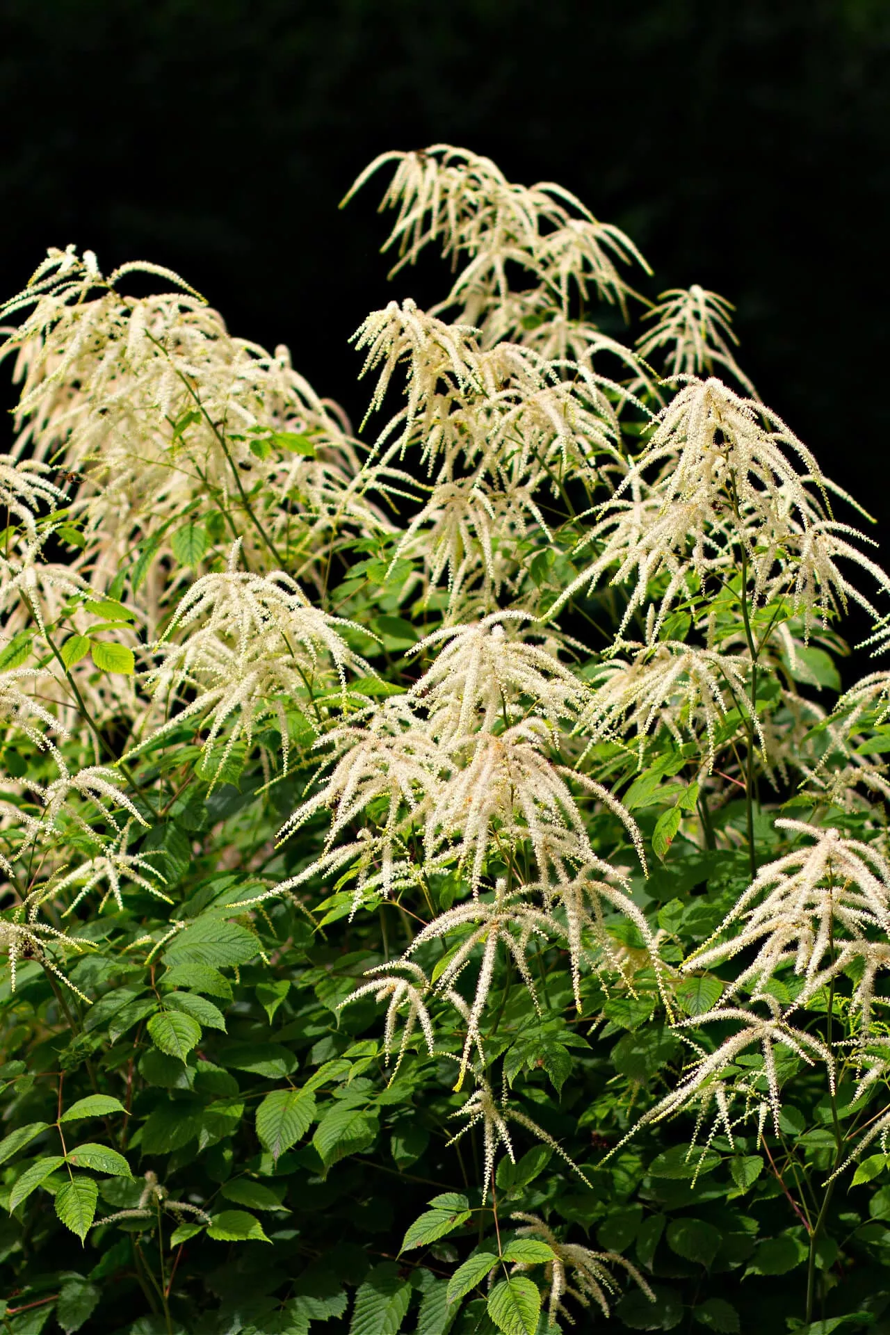 Goats Beard Plant