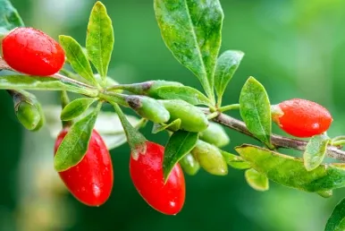 Goji Berry - 3 Gallon