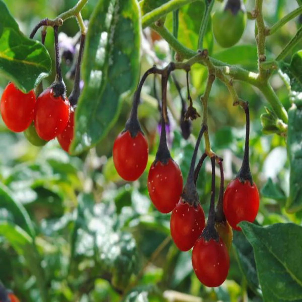Goji BerryLycium barbarum