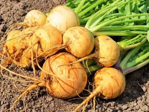 Gold Ball Turnip (1854)