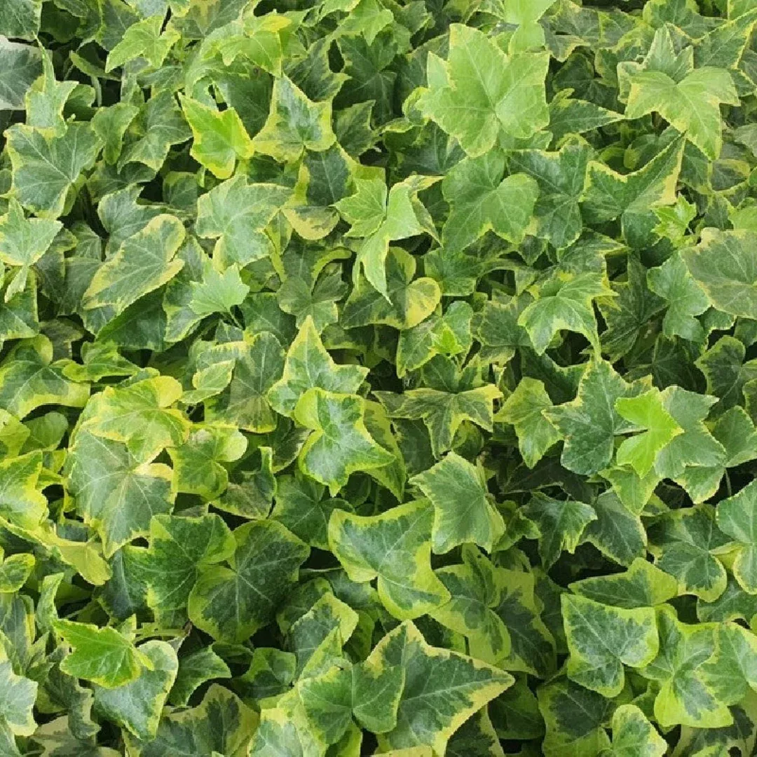 Gold Child' Gold Variegated Ivy- [EG]