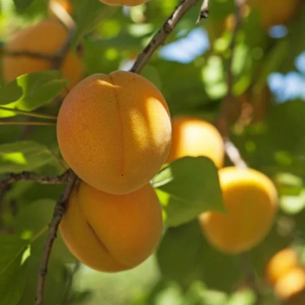 Gold Kist Apricot