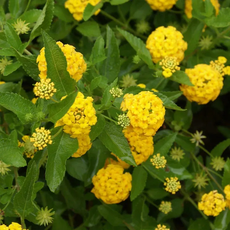 Gold Lantana Plant Plug (Lantana camara 'Gold') – Bright Gold Blooms – Heat-Tolerant Pollinator Magnet