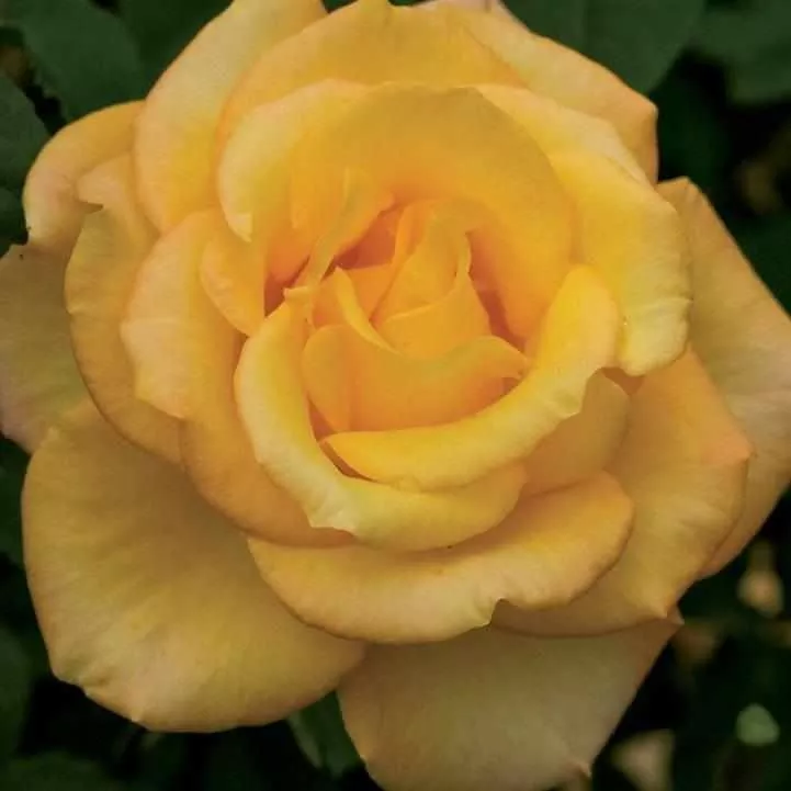 Gold Medal Rose