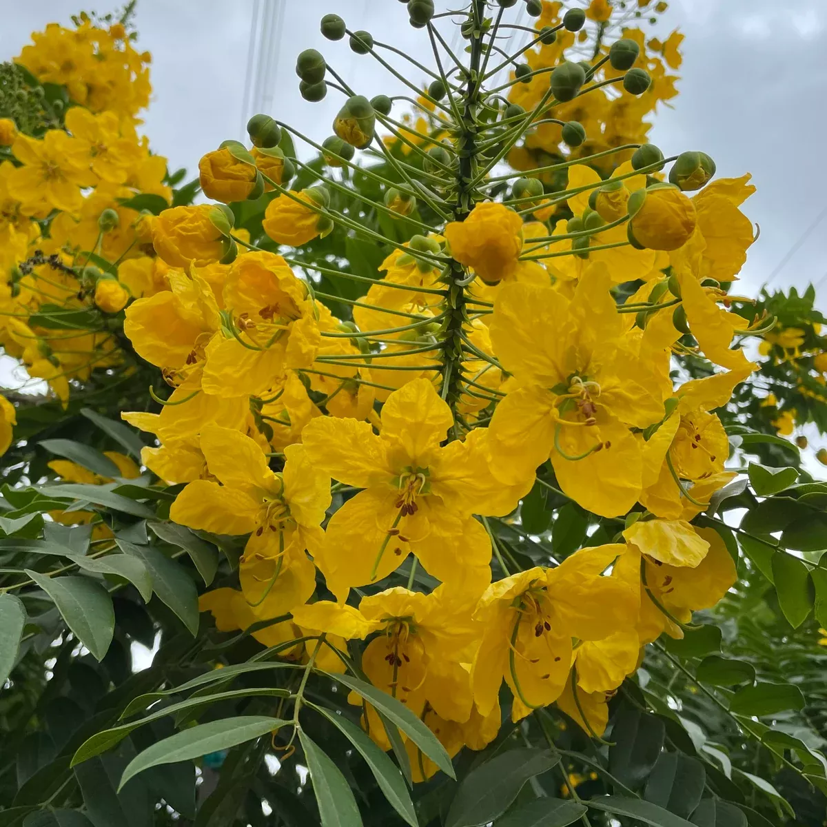 Gold Medallion Tree