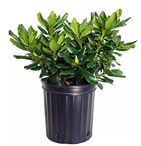 Gold Prinz Rhododendron