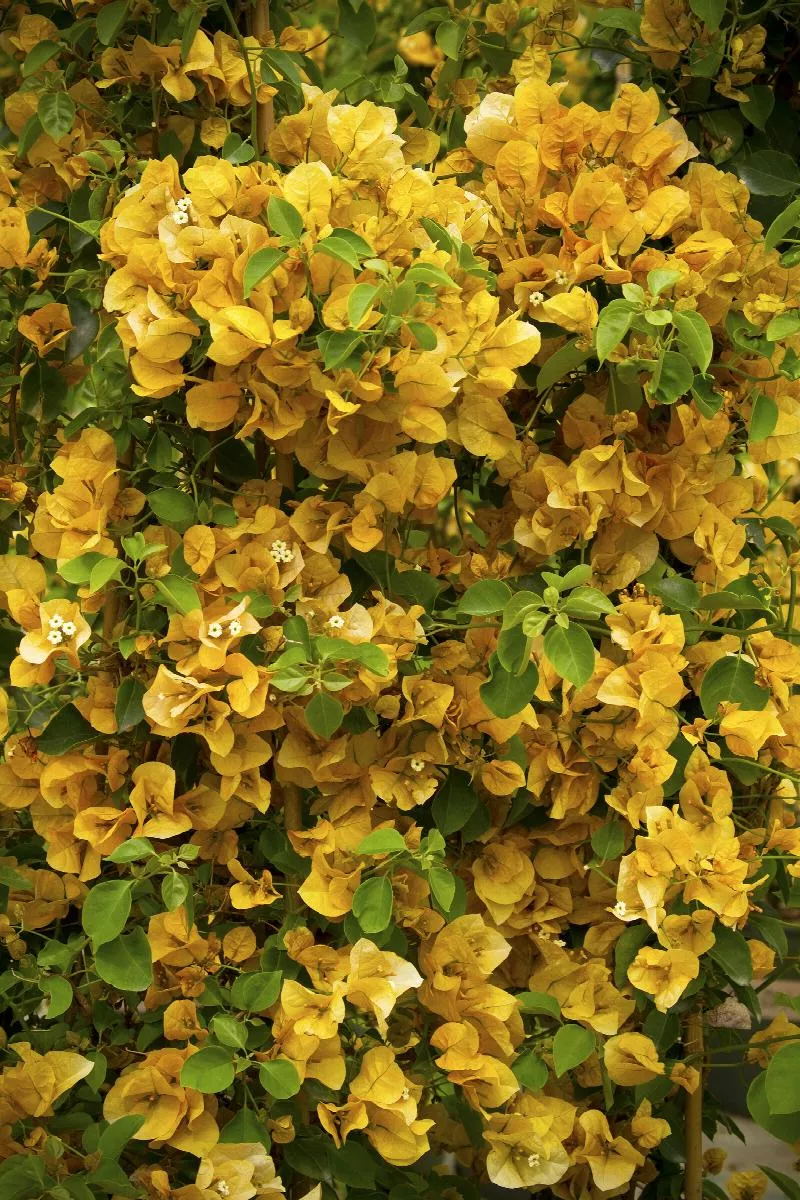 Gold Rush™ Bougainvillea