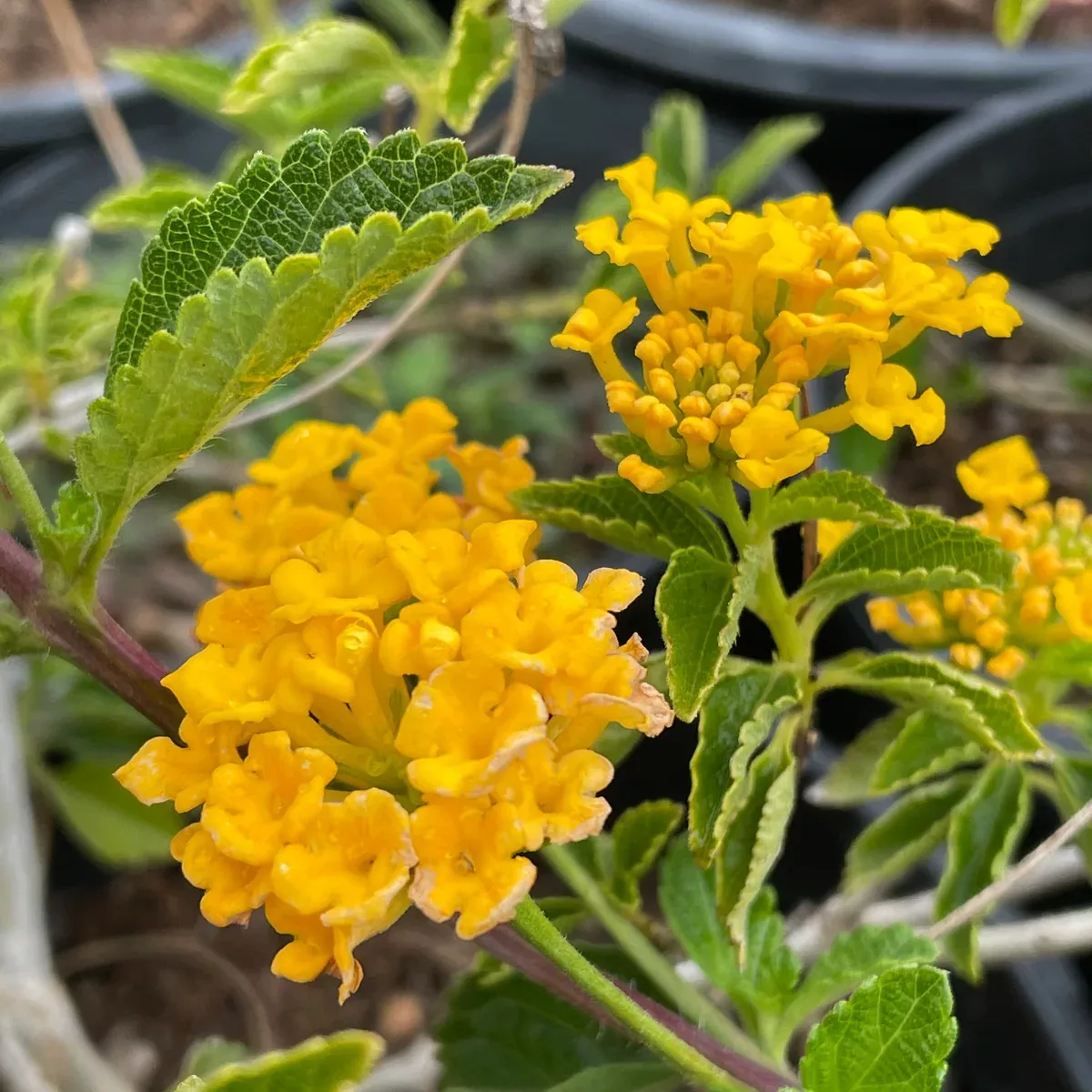 Gold Spreading Lantana