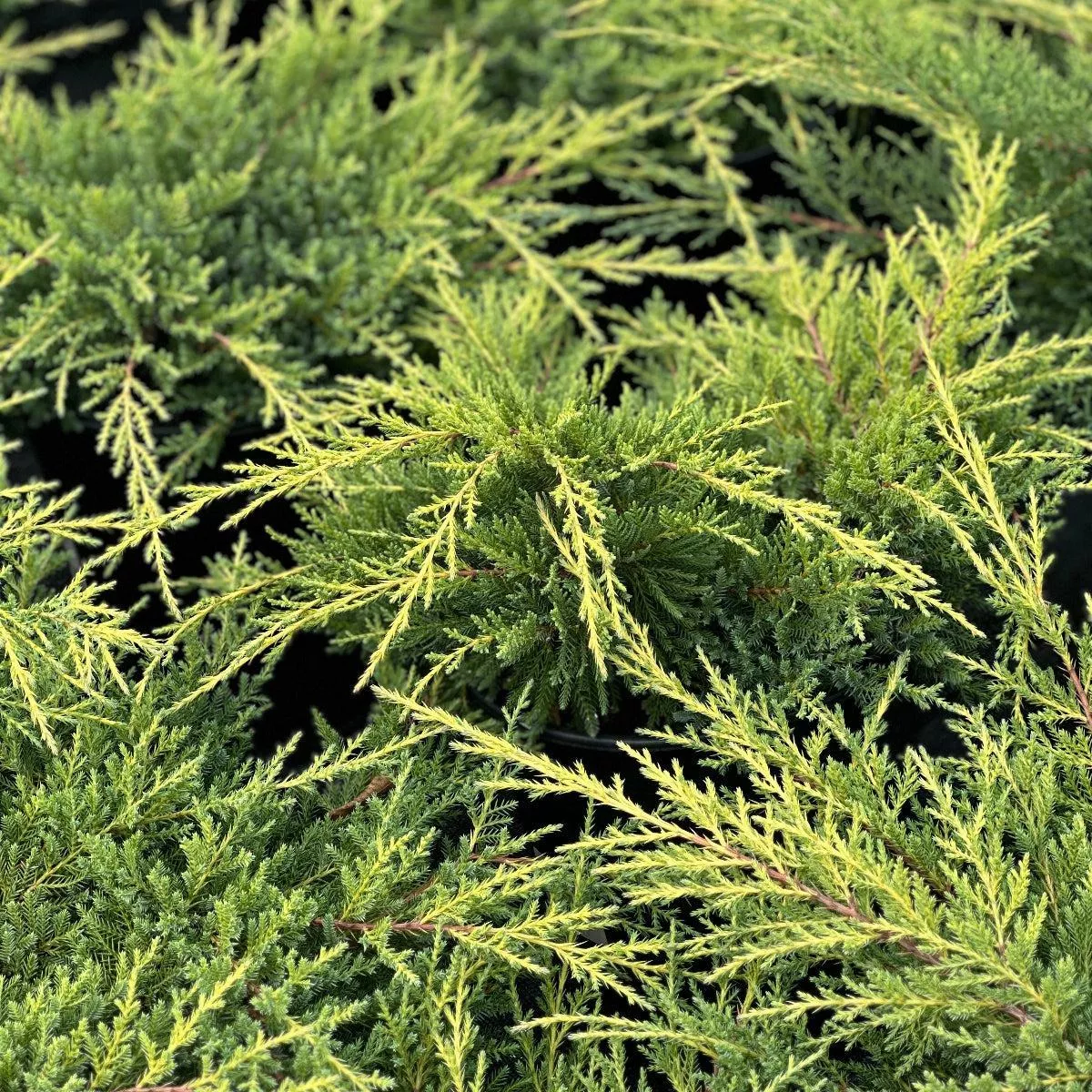 Gold Star Juniper