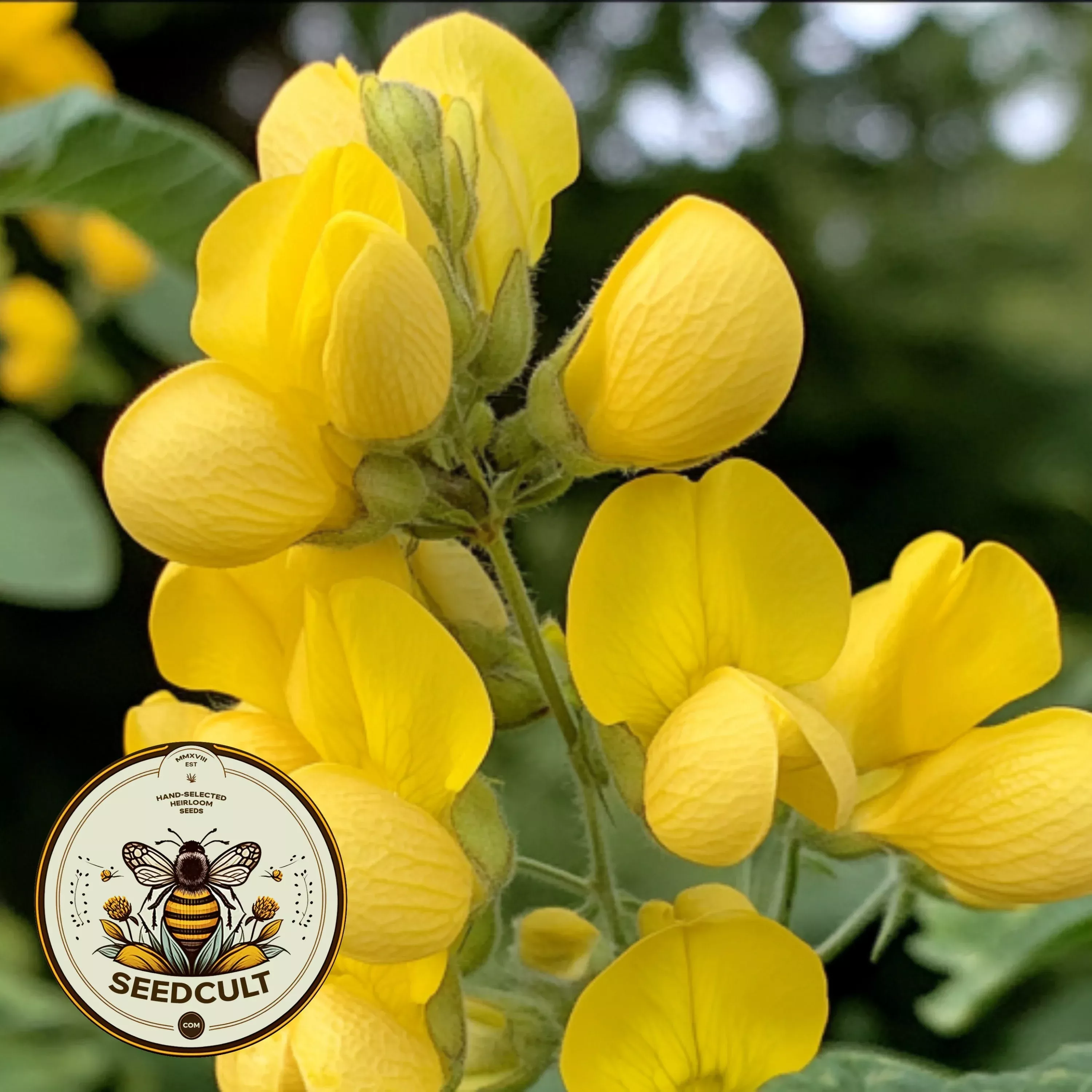 Golden Banner Seeds, US Native Wildflower, Thermopsis Divaricarpa, TH5020