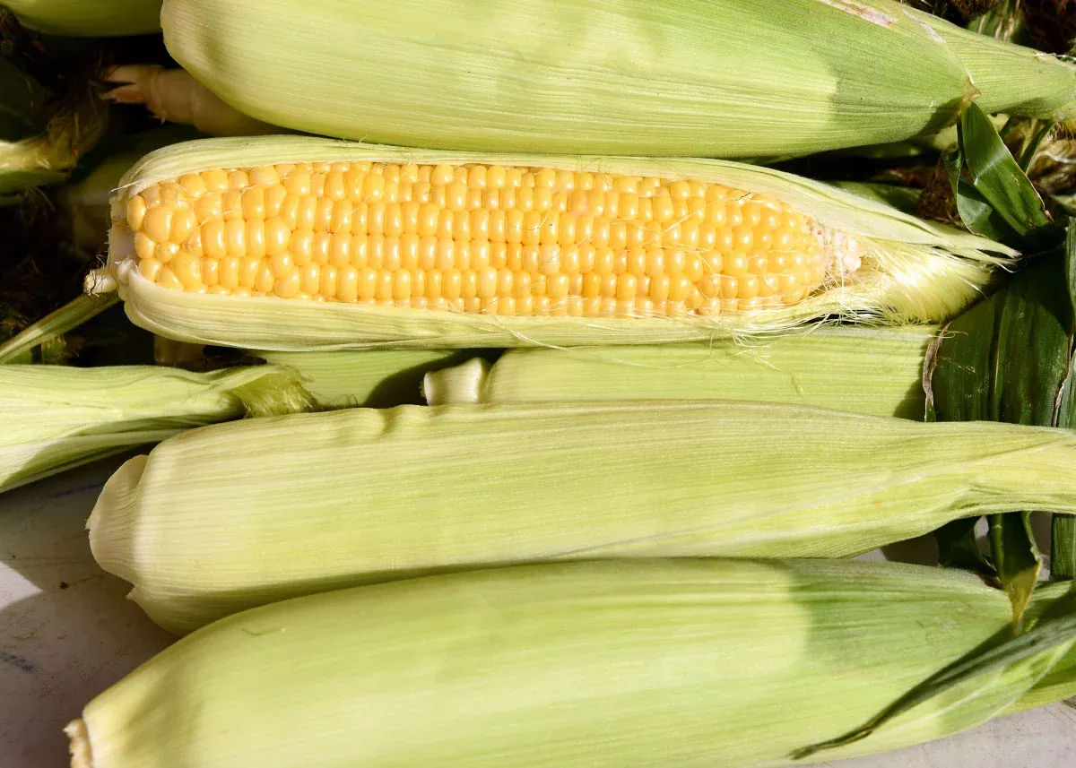 Golden Bantam 12-Row Improved- Organic Corn Seeds