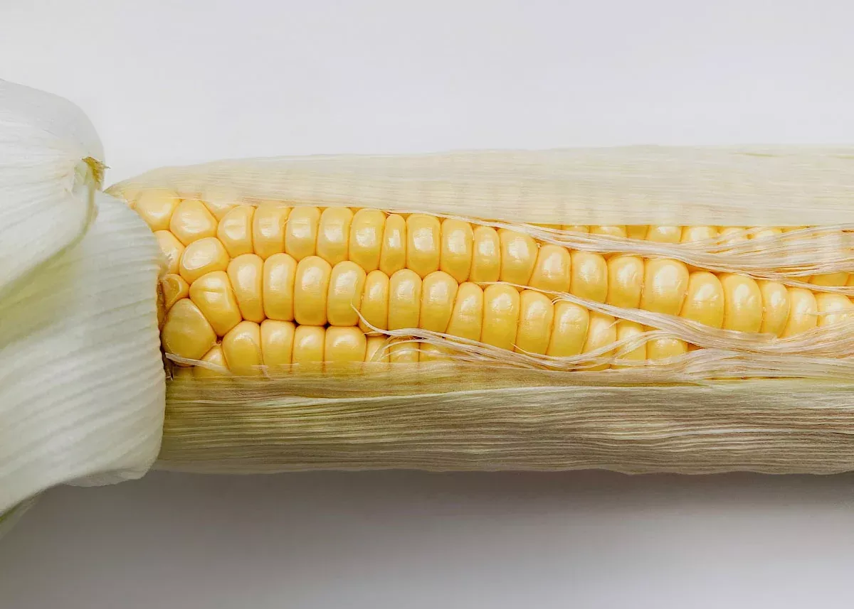 Golden Bantam 8 Row - Corn Seeds