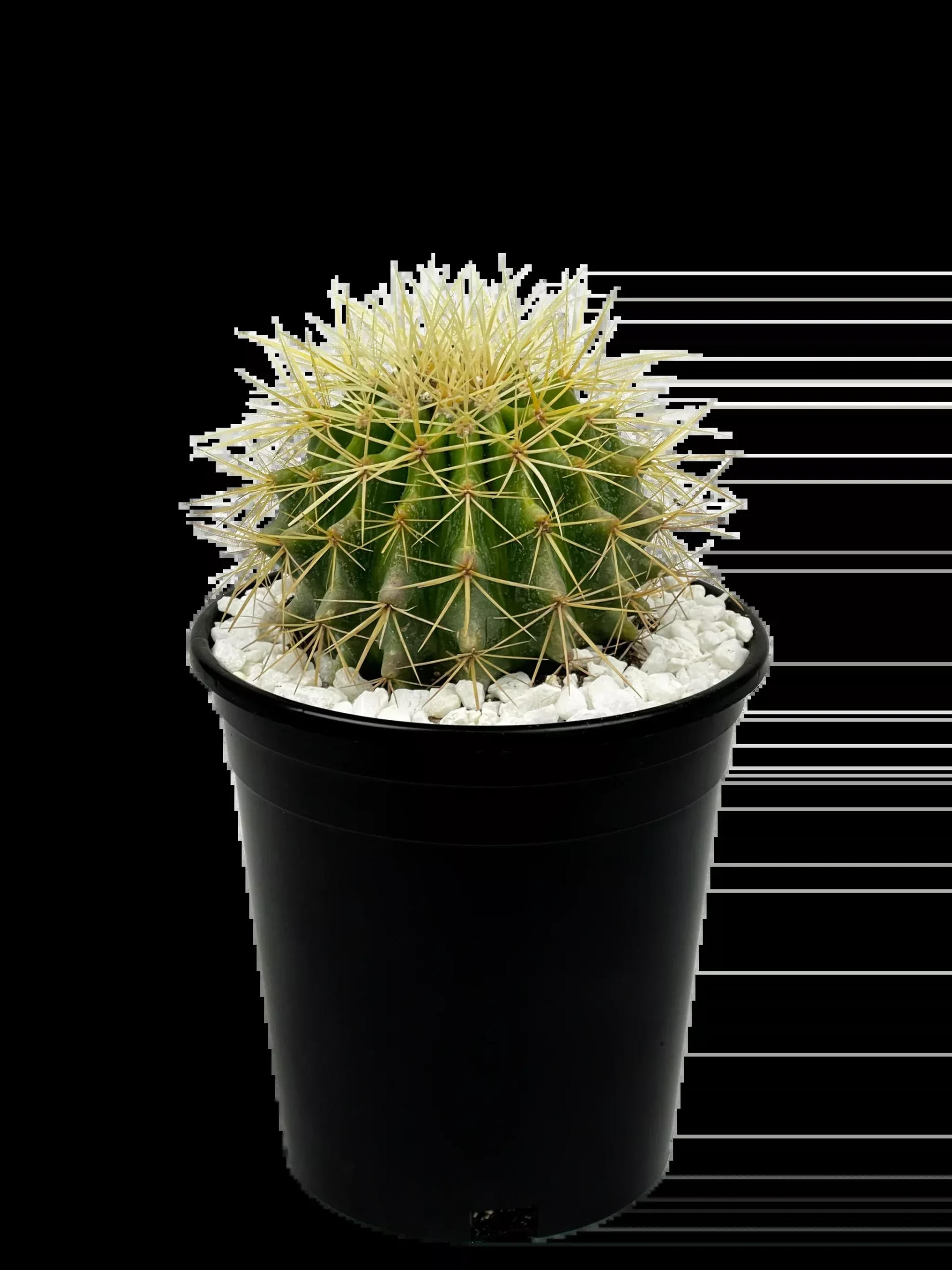 GOLDEN BARREL CACTUS