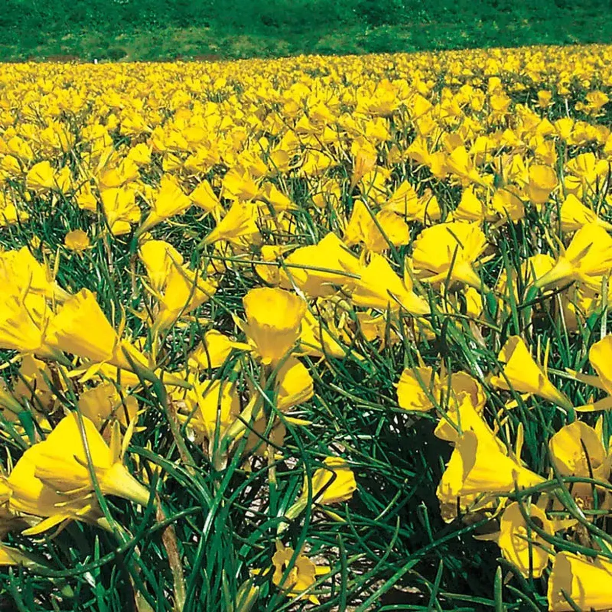 Golden Bells Carpet Daffodil™