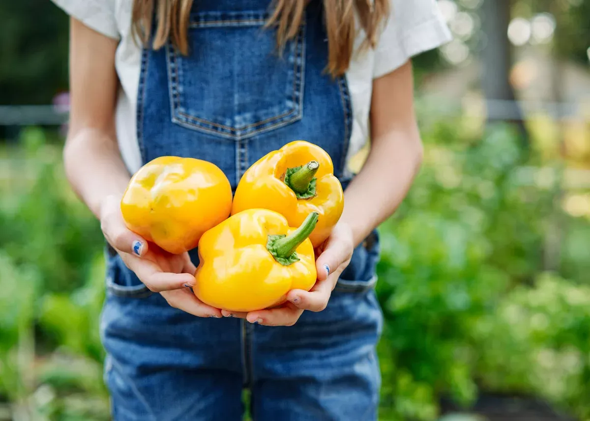 Golden Cal Wonder - Organic Sweet Pepper Seeds