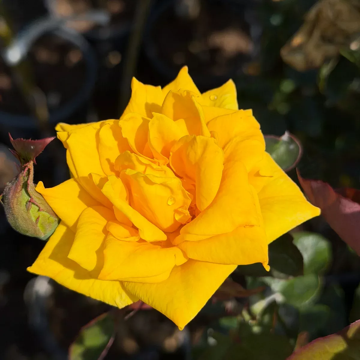 Golden Canary Rose Tree