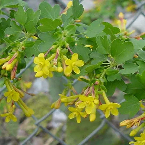 Golden Currant