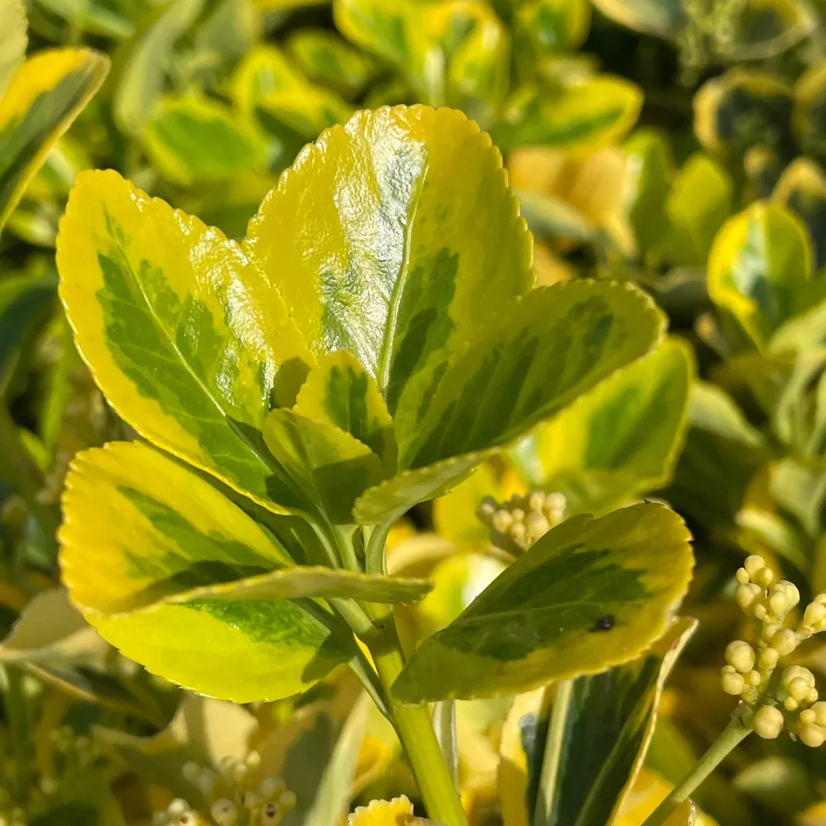 Golden Euonymus