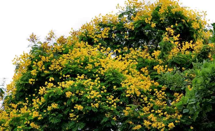 Golden Flamboyant Tree