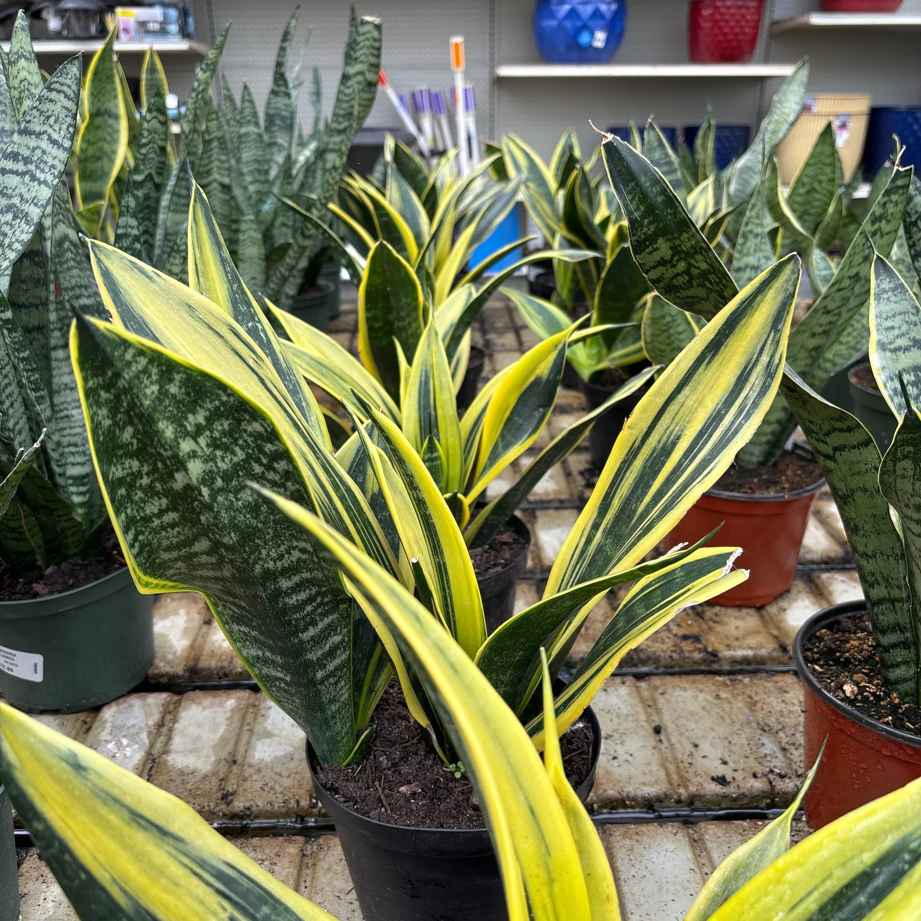 Golden Flame Snake Plant - Sansevieria trifasciata - 6" Potted Houseplant