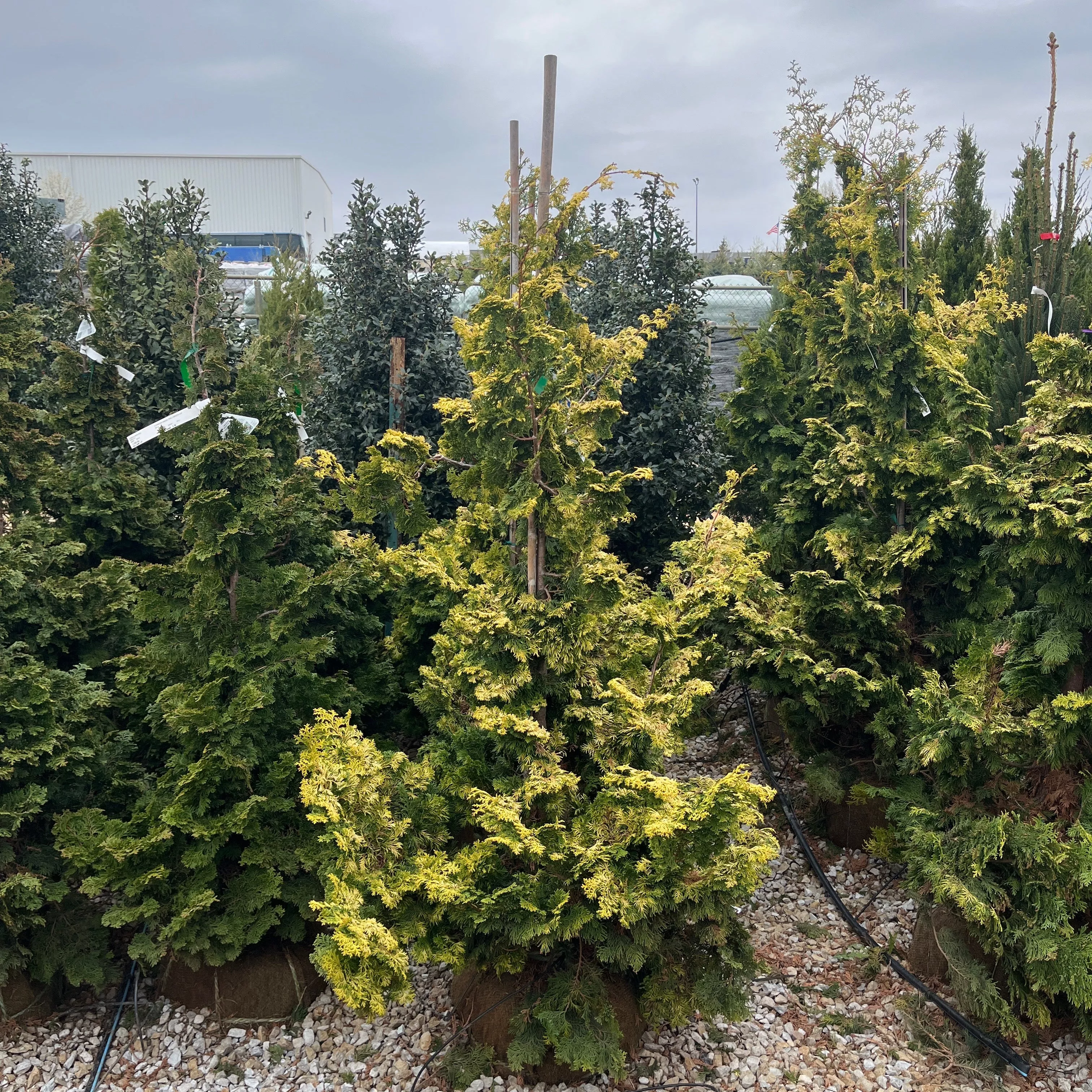 Golden Hinoki Falsecypress - Chamaecyparis obtusa 'Aurea' - Ball & Burlap Tree (Multiple Sizes)