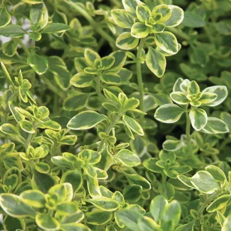 Golden Lemon Thyme Plant Plug (Thymus citriodorus ‘Aureus’) – Vibrant Lemon-Scented Herb for Culinary & Ornamental Use