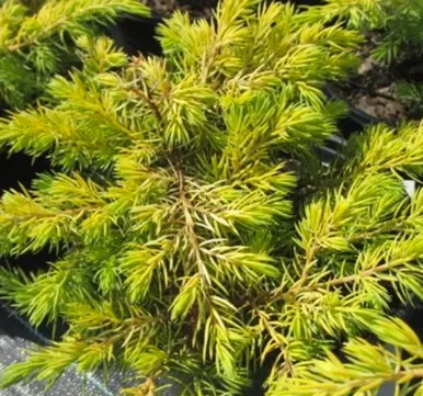 Golden Pacific™ Juniper