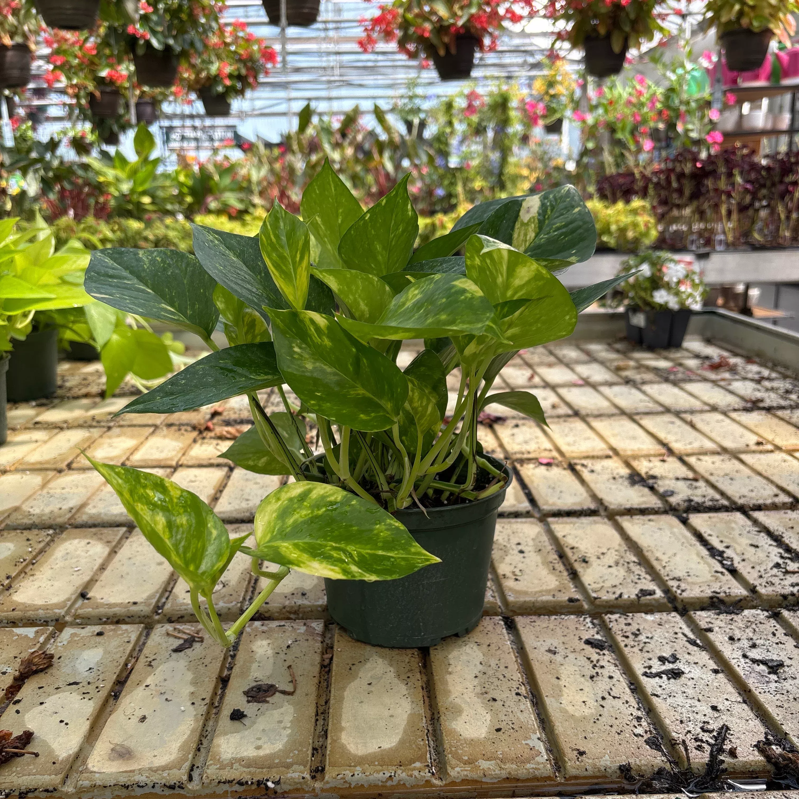Golden Potted Houseplanthos - Epipremnum aureum - 6" Potted Houseplant