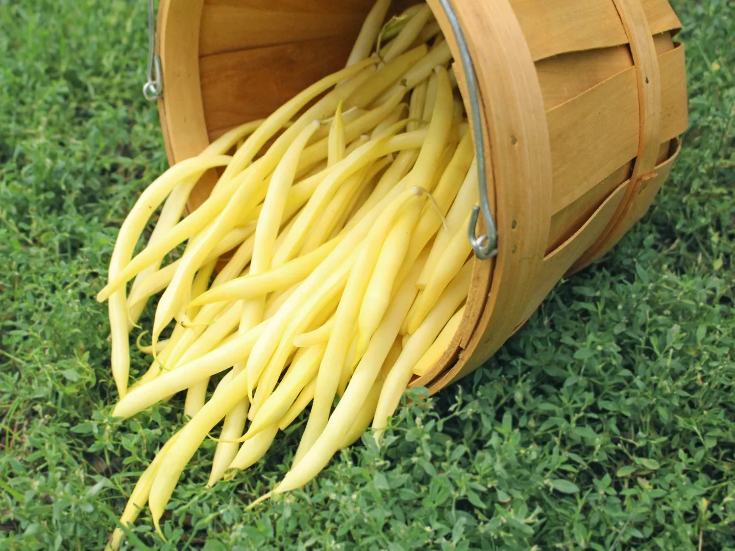 Golden Rocky Organic Bean Seeds