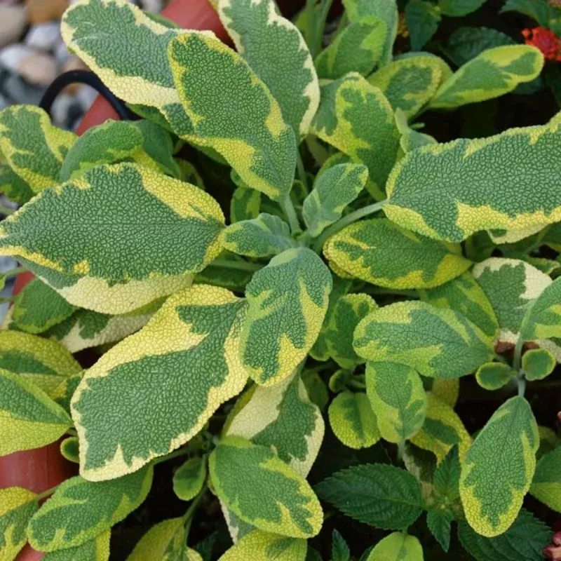 Golden Sage Plant Plug – Variegated Herb for Culinary & Ornamental Use, Low-Maintenance and Versatile.