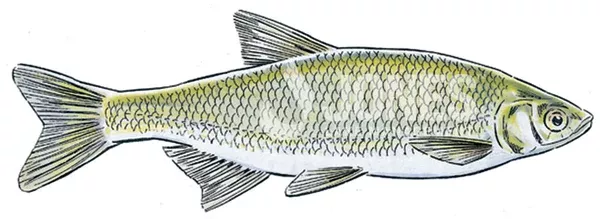 Golden Shiner Minnows
