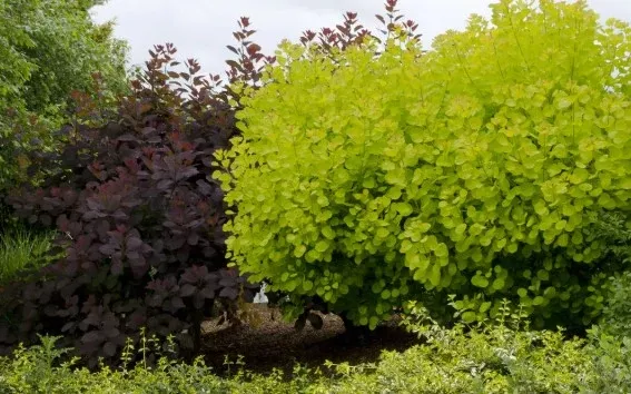 Golden Spirit Smoke Tree