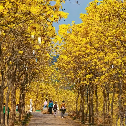 Golden Trumpet Tree Seeds (Tabebuia chrysantha) Brilliant Yellow Flowering Tree