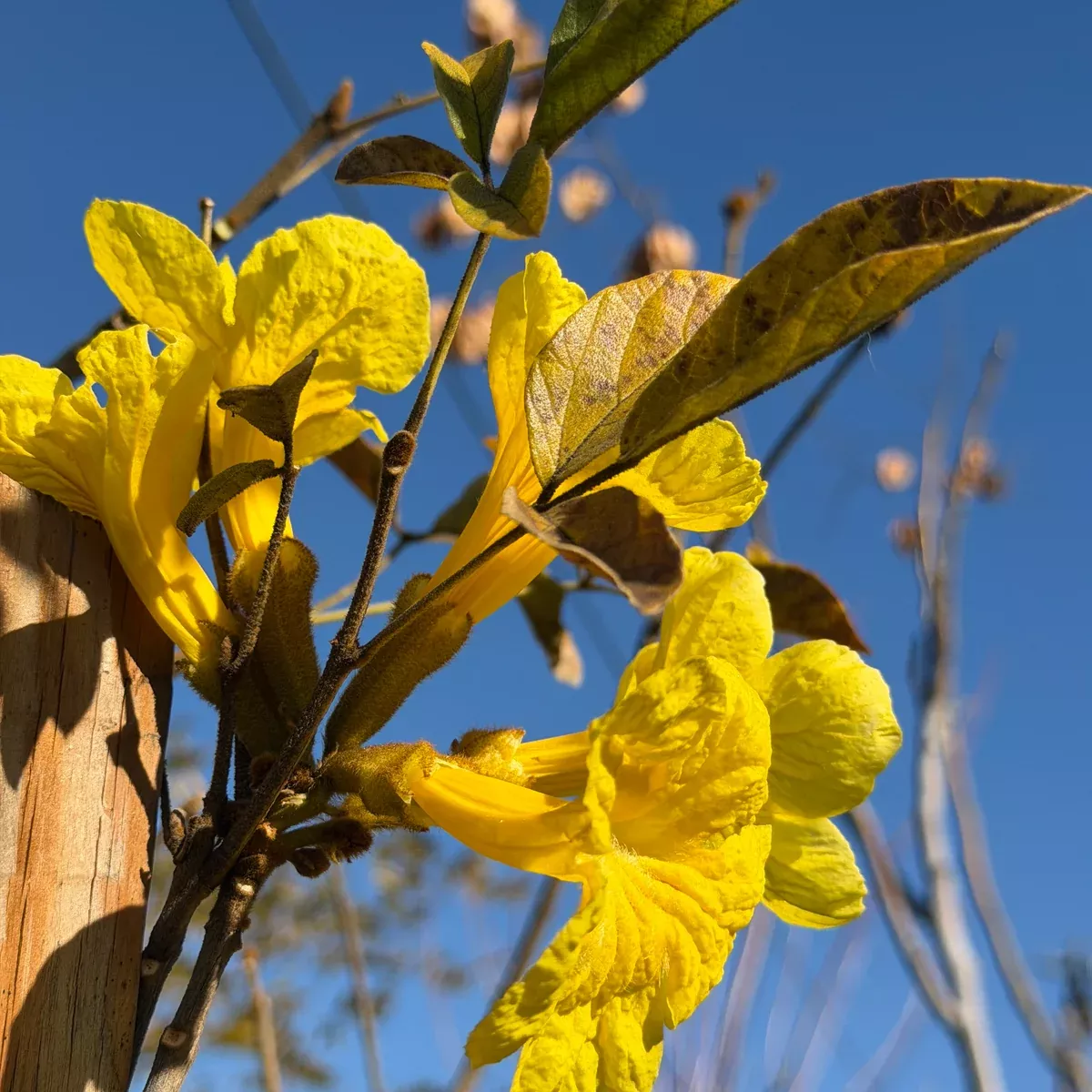 Golden Trumpet Tree