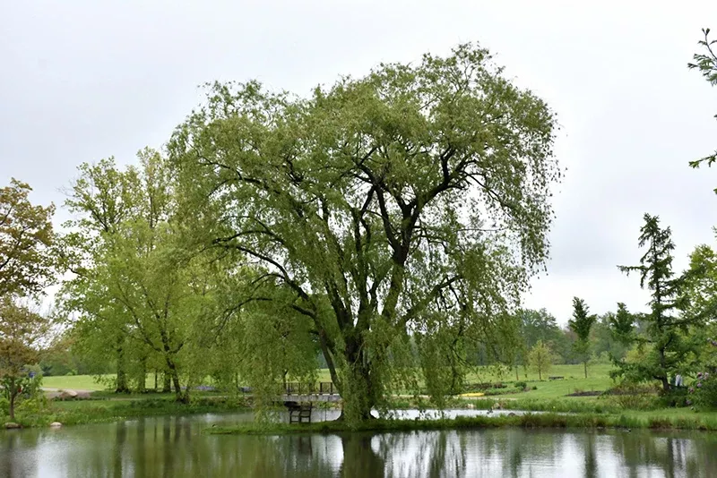 Golden Weeping Willow - Salix x sepulchralis 'Chrysocoma' - 15 Gallon Potted Tree