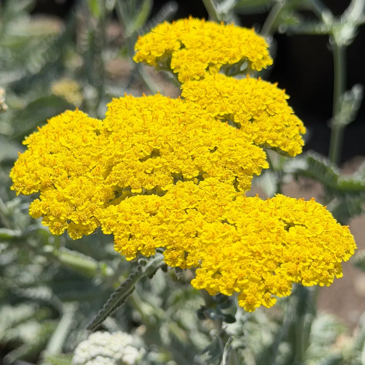 Golden Yarrow