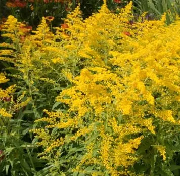 Goldenrod Seeds