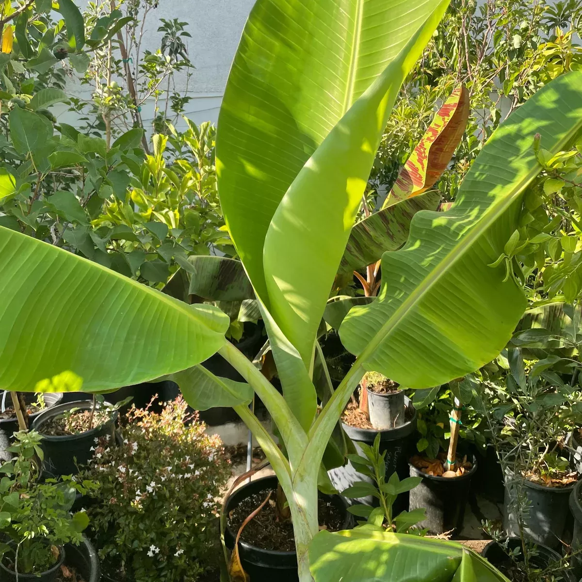 Goldfinger Banana