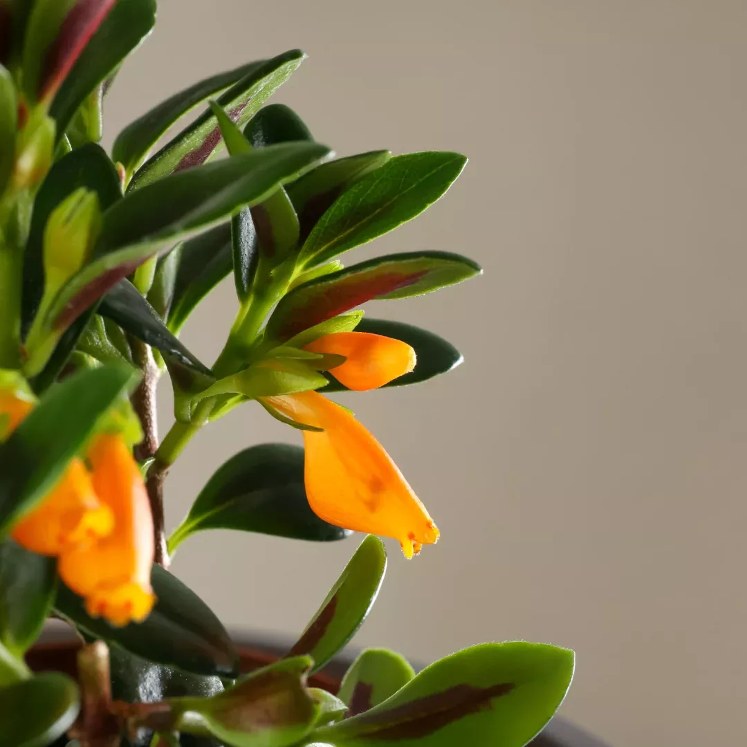 Goldfish Flower "Goldfish Plant" Plant Plug(Nematanthus gregarius) – Exotic, Low-Maintenance Indoor Plant for Bright Blooms & Unique Foliage