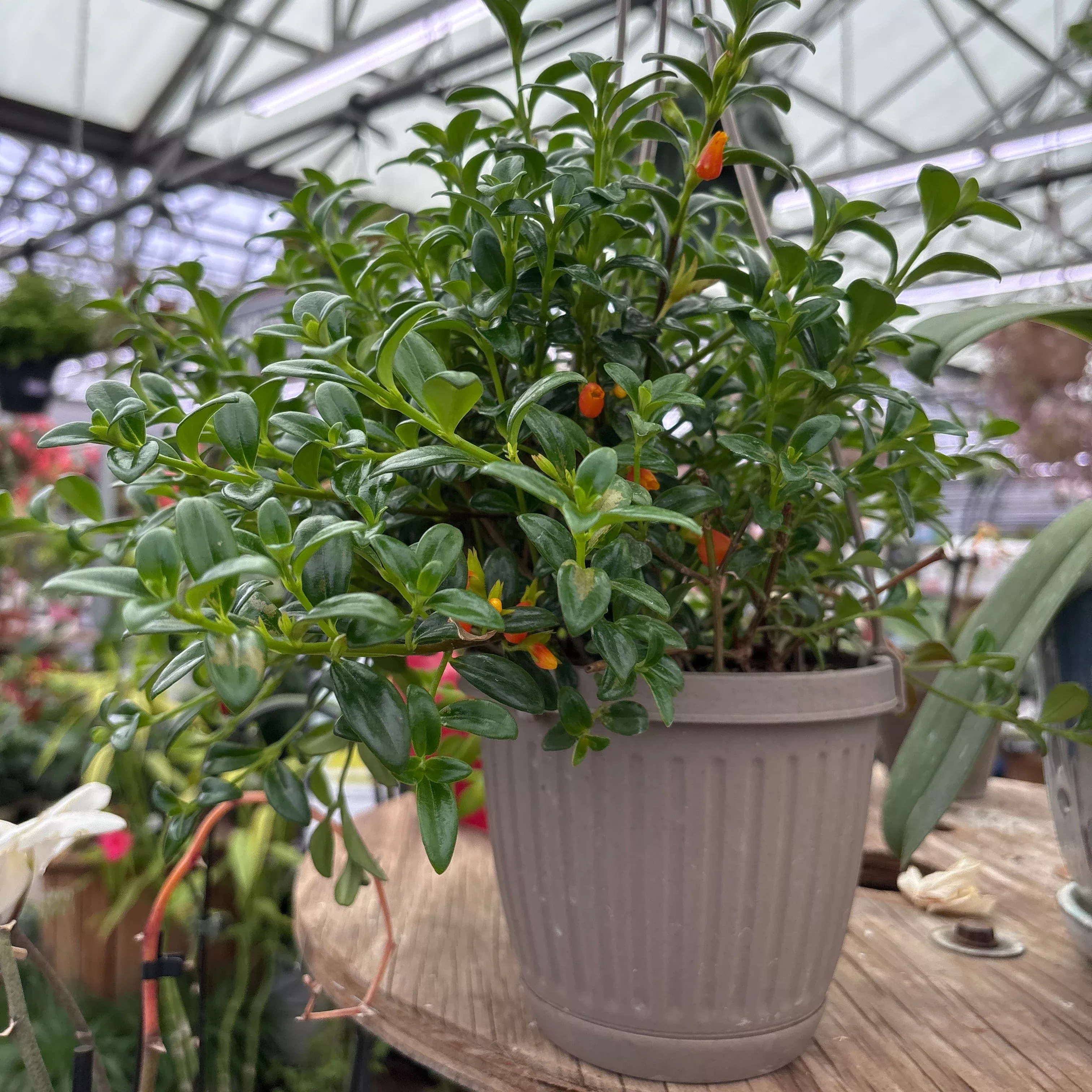 Goldfish Plant - Nematanthus gregarius - 6" Hanging Basket
