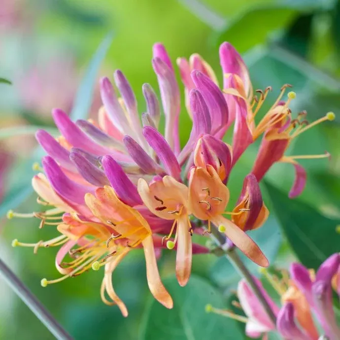 Goldflame Honeysuckle