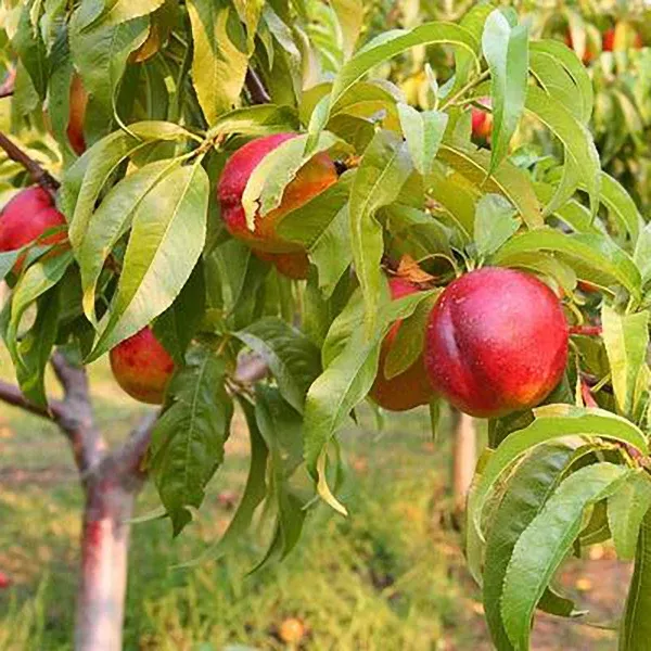 Goldmine Nectarine