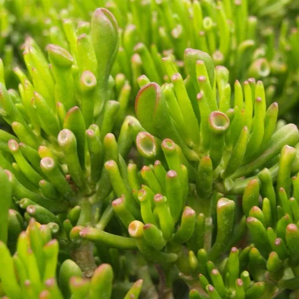 Gollum Jade Plant