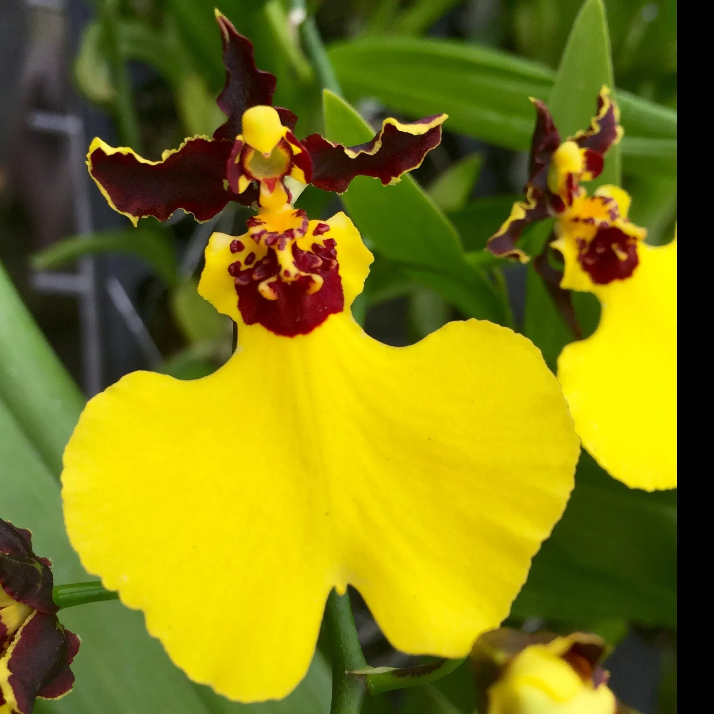 Gom. Moonshadow 'Tiger Tail' AM/AOS