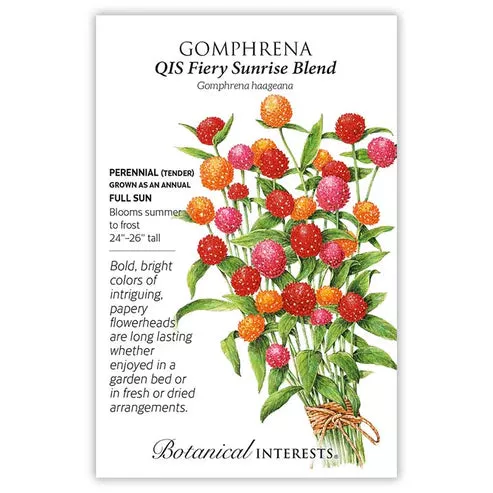 Gomphrena 'QIS Fiery Sunrise Blend'