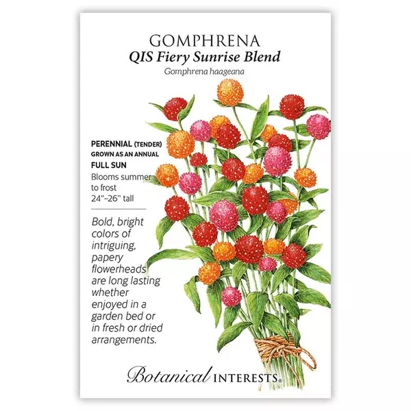 Gomphrena seeds 'QIS Fiery Sunrise Blend'